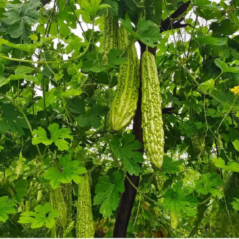 Hadau melon chwerw organig