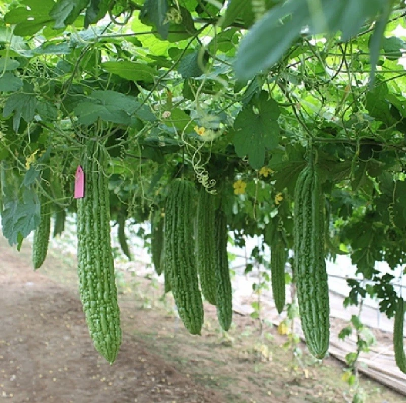 Bitter gourd (2)