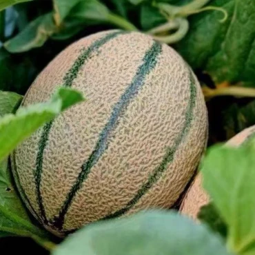 Semillas De Melón De Piel Verde Grisácea ME-055