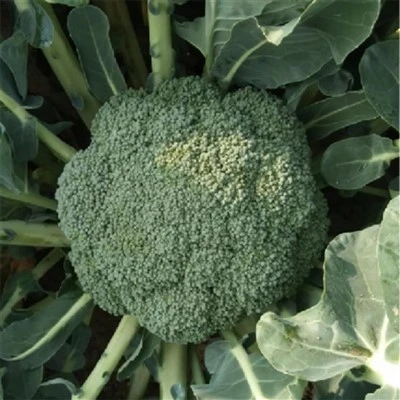 Hadau brocoli organig